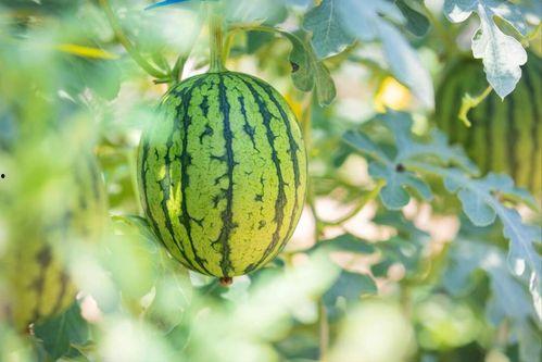 娱乐圈吃瓜最好的地方,揭秘吃瓜圣地，一网打尽热门事件  第3张